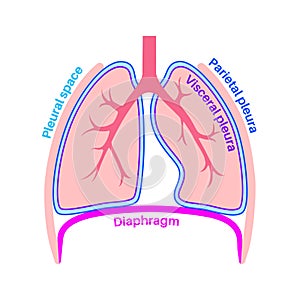 Pleura anatomical poster