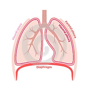 Pleura anatomical poster