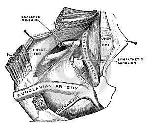 Pleura, vintage illustration