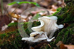 Pleurocybella porrigens. Inedible mushrooms.