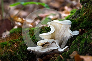 Pleurocybella porrigens. Inedible mushrooms. photo
