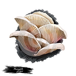 Pleurocybella porrigens mushroom digital art illustration. Angel wing watercolor print, Pleurotus Basidiomycota natural fungus photo