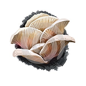 Pleurocybella porrigens mushroom digital art illustration. Angel wing watercolor print, Pleurotus Basidiomycota natural photo