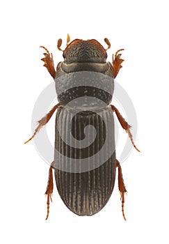 Pleurophorus caesus