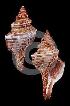 Pleuroploca trapezium paeteli photo