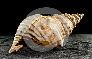 Pleuroploca trapezium seashell on a dark background