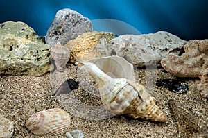 Pleuroploca trapezium seashell underwater