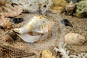 Pleuroploca trapezium seashell underwater
