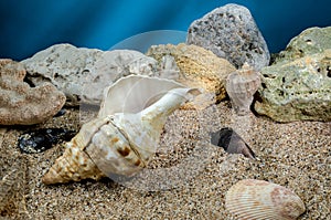 Pleuroploca trapezium seashell underwater photo