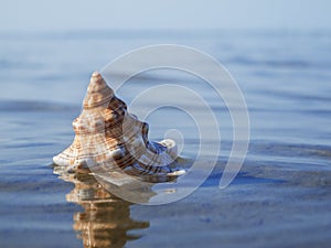 Pleuroploca trapezium top over water