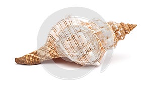 Pleuroploca trapezium, trapezium horse conch