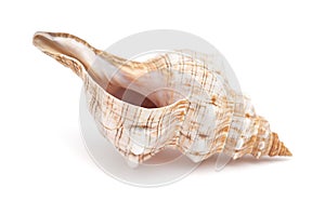 Pleuroploca trapezium, trapezium horse conch