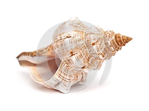 Pleuroploca trapezium, trapezium horse conch photo
