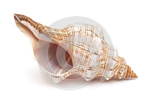 Pleuroploca trapezium,, trapezium horse conch photo