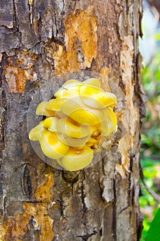 Pleurotus citrinopileatus