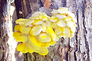 Pleurotus citrinopileatus
