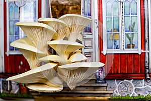 Pleurotus citrinopileatus cute mushroom house home growing