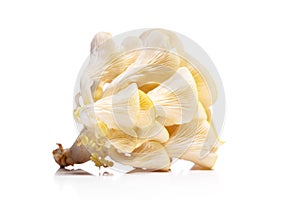 Pleurotus citrinopileatus isolated on white, golden oyster mushroom