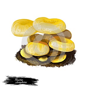 Pleurotus citrinopileatus mushroom digital art illustration. Cornucopiae subsp watercolor print, golden oyster watercolor print.