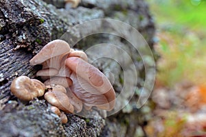 Pleurotus cornucopiae mushroom