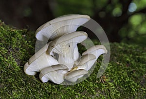 Pleurotus cornucopiae is a species of edible fungus in the genus Pleurotus