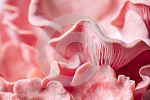 Pleurotus djamor fruiting body, macro details of pink oyster mushrooms