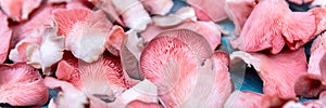 Pleurotus djamor gourmet fungi, pink oyster mushrooms background