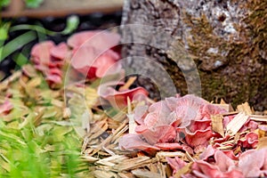 Pleurotus djamor growing up on wooden chips in the own garden