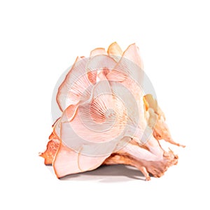 Pleurotus djamor isolated on white background, pink oyster mushroom