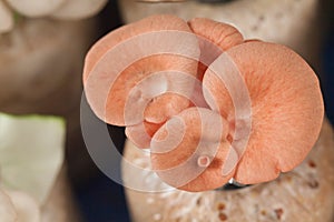 Pleurotus djamor mushroom