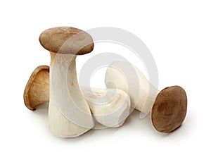 Pleurotus eryngii