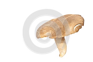 Pleurotus eryngii