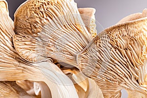 Pleurotus eryngii hymenophore