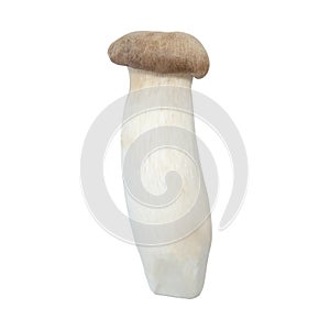 Pleurotus eryngii or King Oyster Mushroom isolated white background