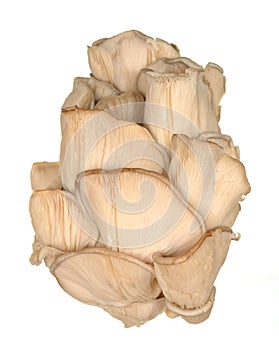 Pleurotus eryngii mushroom