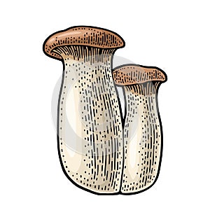 Pleurotus eryngii mushroom also known as eryngi. Vintage color vector engraving illustration isolated photo