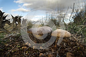 Pleurotus eryngii. Mushroom Thistle. Cardoncello mushroom photo