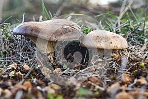 Pleurotus eryngii. Mushroom Thistle. Cardoncello mushroom photo