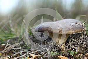 Pleurotus eryngii. Mushroom Thistle. Cardoncello mushroom