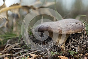 Pleurotus eryngii. Mushroom Thistle. Cardoncello mushroom