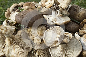 Pleurotus eryngii. Mushroom Thistle. Cardoncello mushroom freshly picked