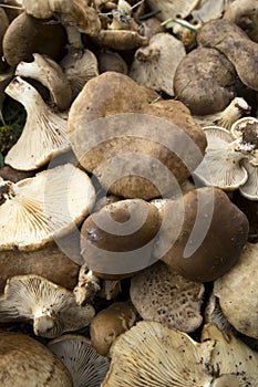 Pleurotus eryngii. Mushroom Thistle. Cardoncello mushroom freshly picked