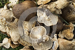 Pleurotus eryngii. Mushroom Thistle. Cardoncello mushroom freshly picked