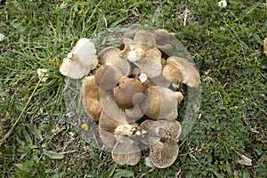 Pleurotus eryngii. Mushroom Thistle. Cardoncello mushroom freshly picked