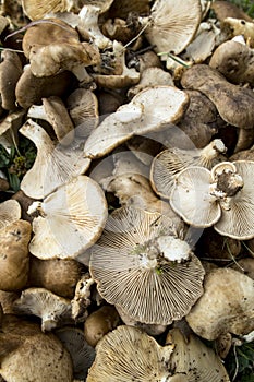 Pleurotus eryngii. Mushroom Thistle. Cardoncello mushroom freshly picked