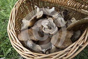 Pleurotus eryngii. Mushroom Thistle. Cardoncello mushroom freshly picked in the field, with basket