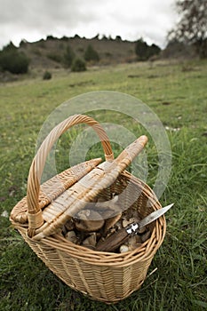 Pleurotus eryngii. Mushroom Thistle. Cardoncello mushroom freshly picked in the field, with basket