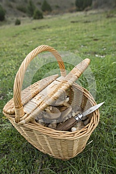 Pleurotus eryngii. Mushroom Thistle. Cardoncello mushroom freshly picked in the field, with basket
