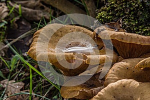 Pleurotus eryngii mushroom with water on its hood photo