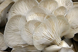 Pleurotus mushroom